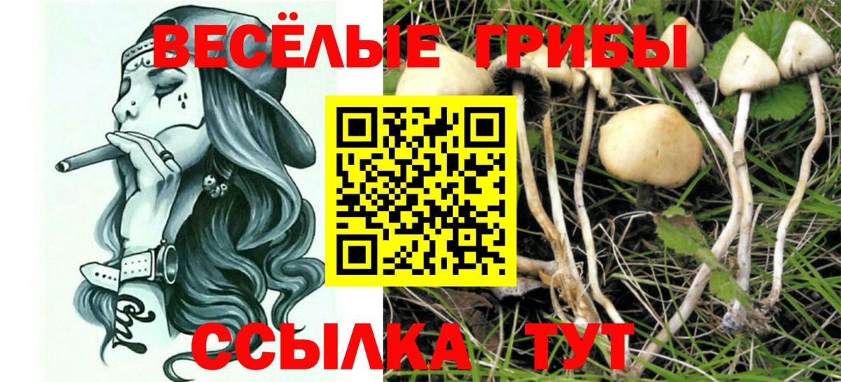 Псилоцибиновые грибы Cubensis  Вход с VPN  Белово 